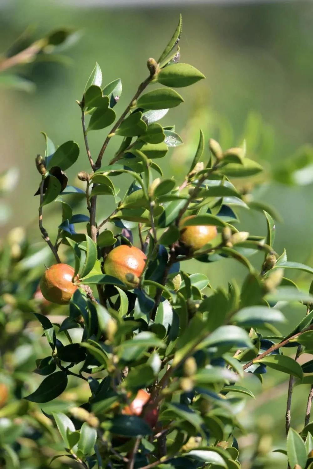 Woody and Specialty Crop Seedlings