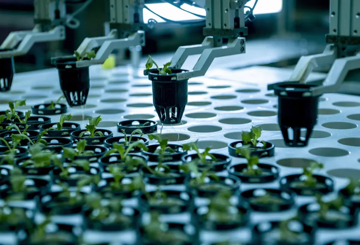 Grippers transferring plug seedlings in an automatic transplanting machine