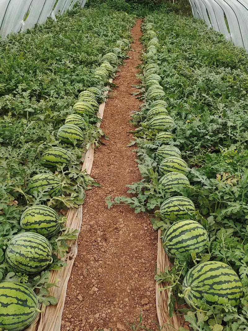 International nursery project consultation for seedling automation equipment