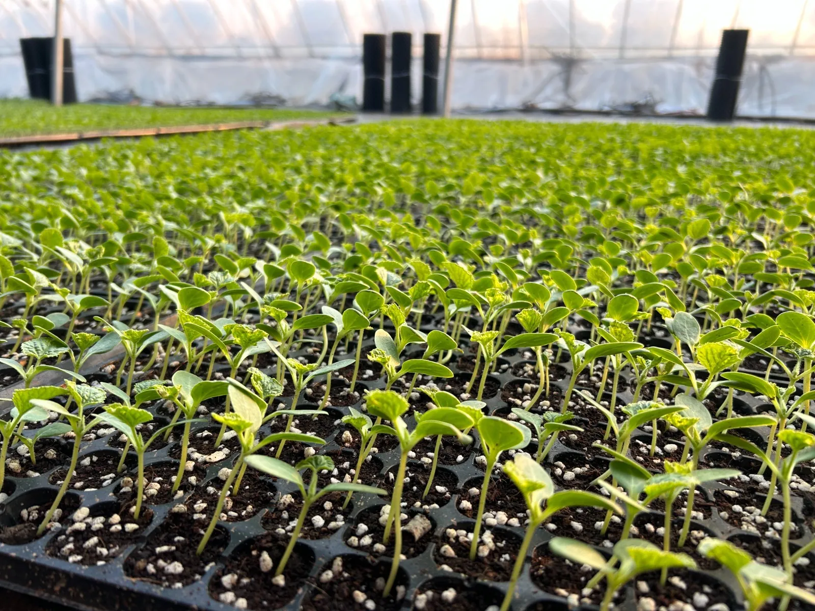 JFT-JB1000 automatic precision seeding machine for nursery trays