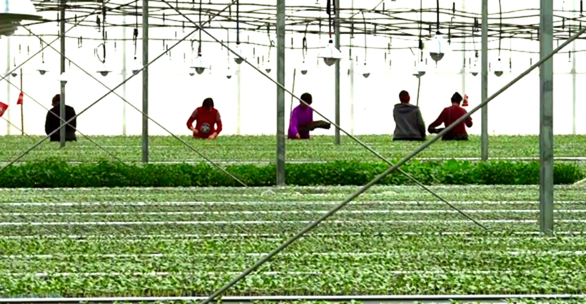 Agriculture Insights