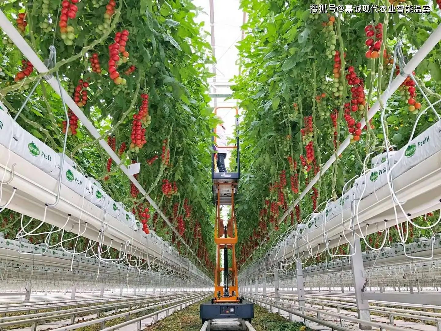 AiGRAFT Seedling Grafting Machine in operation