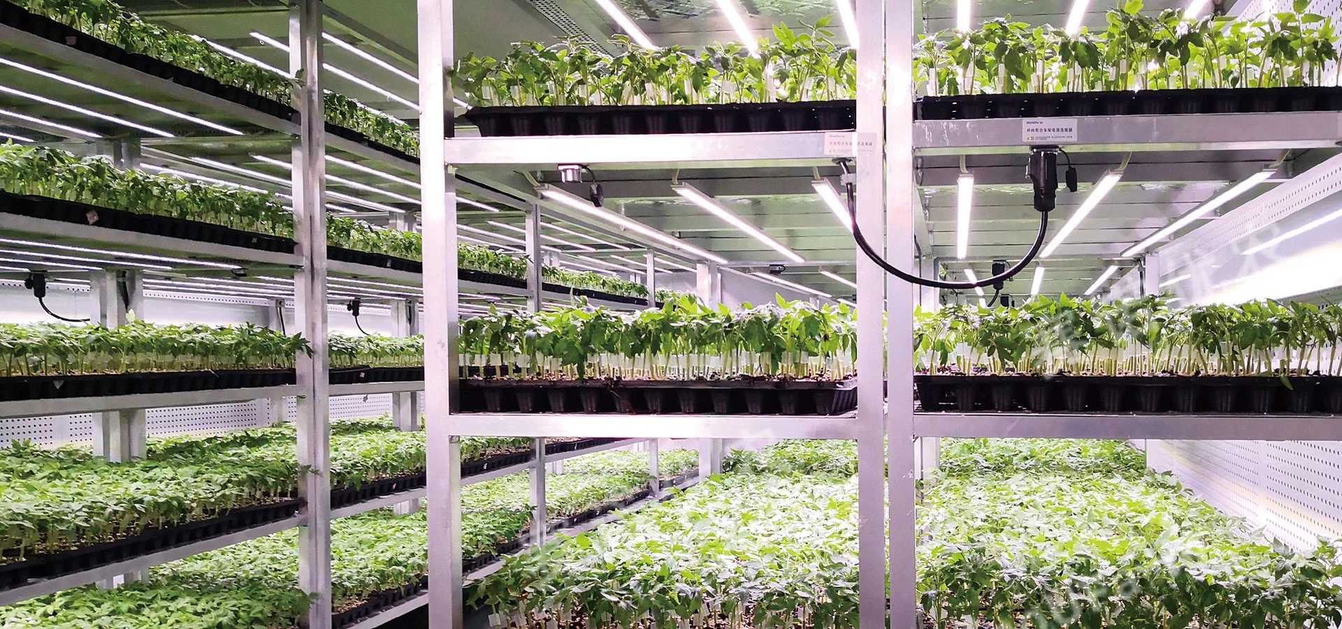 Grafted Seedling Production Centers