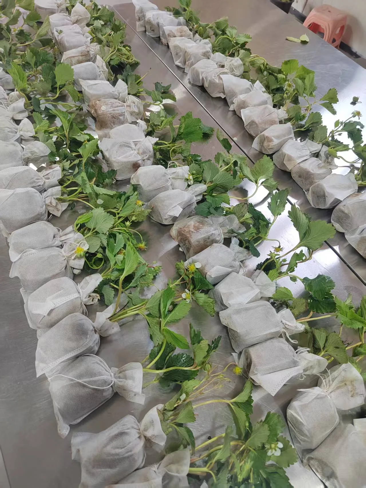 Commercial nursery mass production capacity