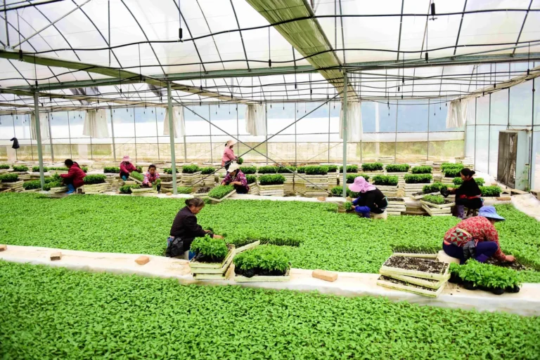 How to Calculate ROI for Nursery Automation Equipment