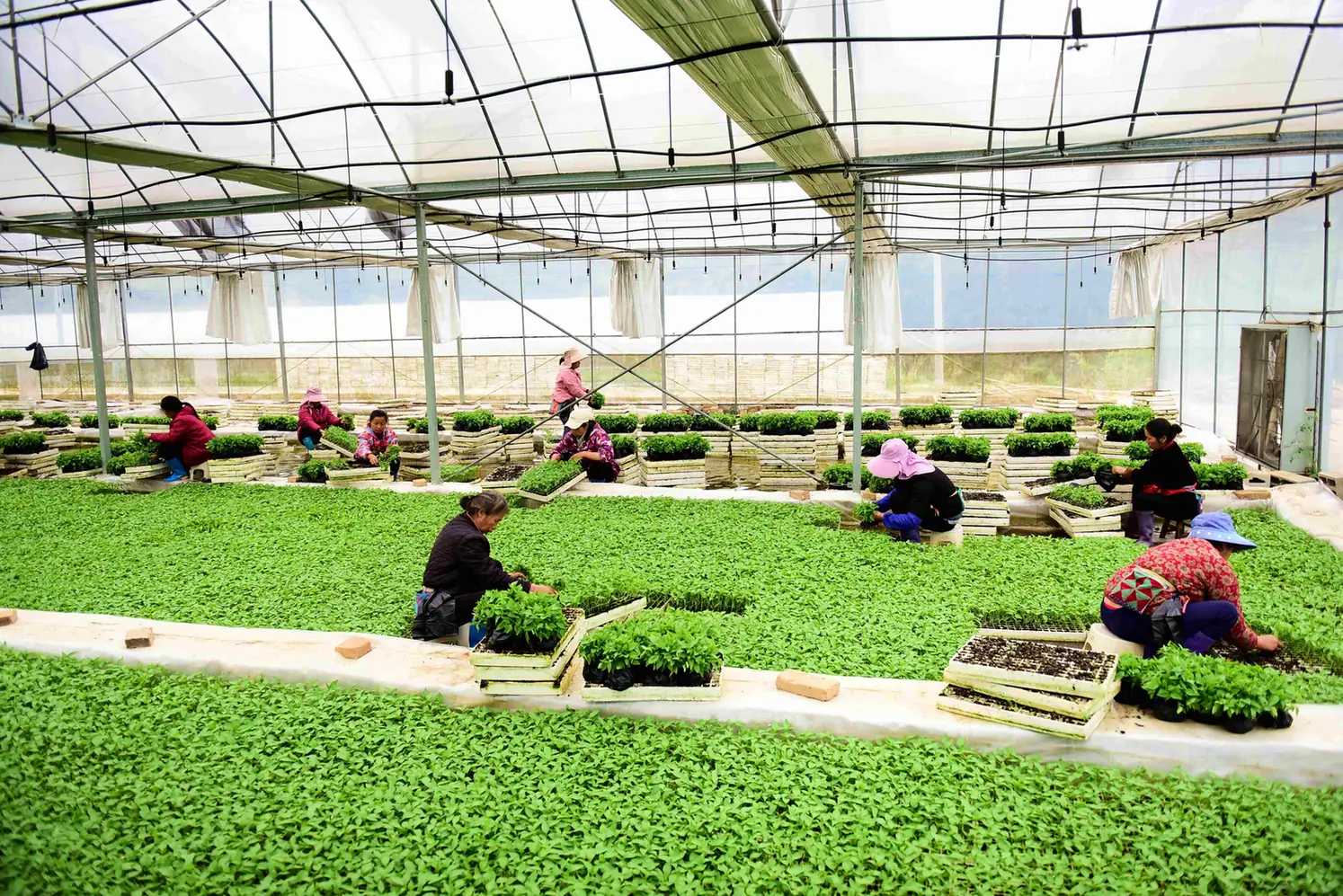 Wide view of a smart nursery production facility