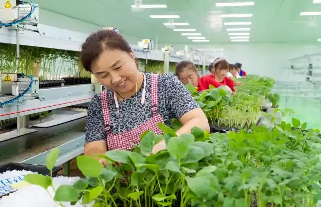 Automated Nursery Production Lines