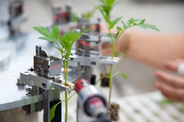 What Reduces Grafting Success After the Machine: Seedling Matching and Healing