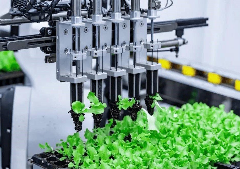 Machine vision seedling inspection interface