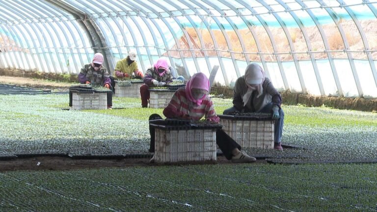 Solving Labor Shortage in Vegetable Nurseries with Automated Seeding, Grafting and Transplanting Equipment