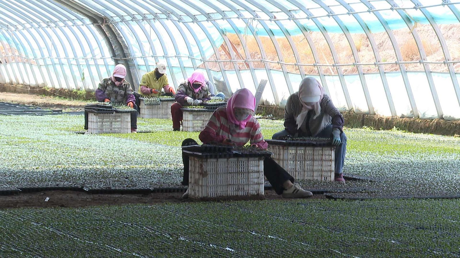Commercial nursery plug tray inspection scenario