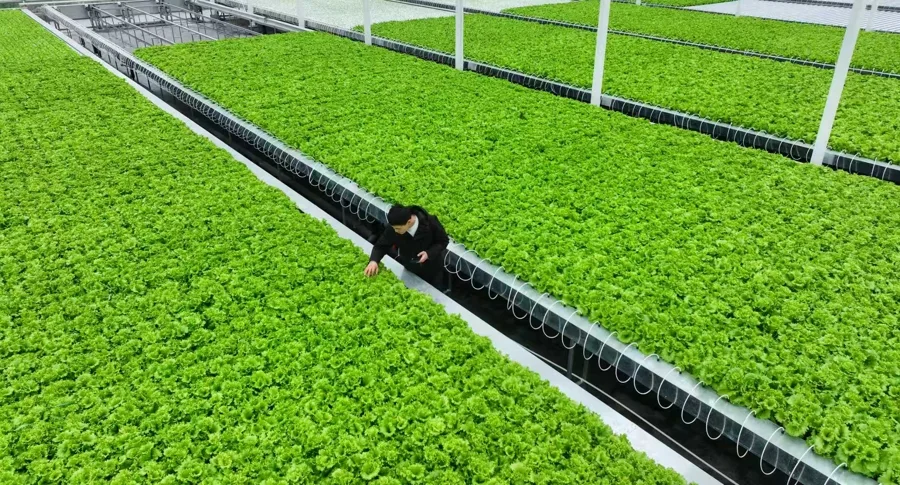 Commercial nursery transplanting machine in greenhouse