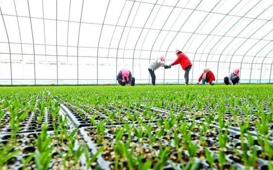 Vegetable Seedling Nurseries