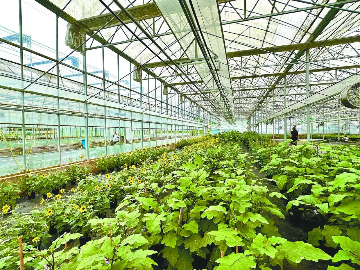 Flower Seedling Production
