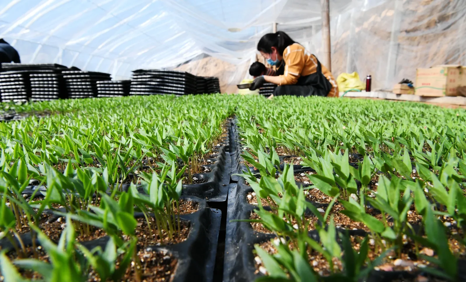 Flower Seedling Production
