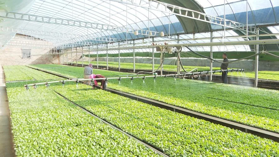 Commercial Vegetable Nurseries
