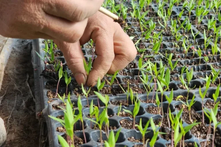 How to Choose an Automatic Seedling Transplanting Machine for Plug Tray Nurseries