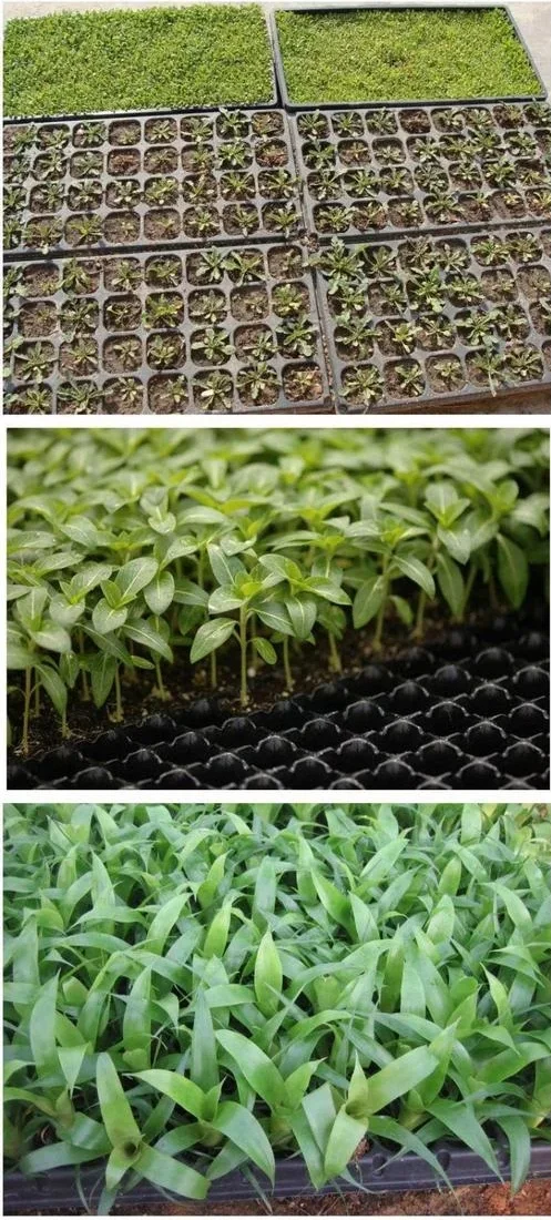 Plug seedlings being classified by an automatic nursery grading machine