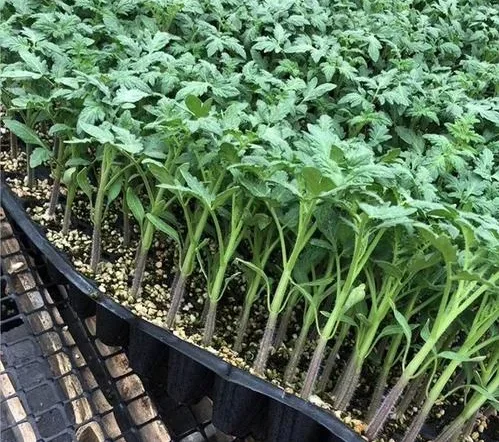 Gapping, Grading or Transplanting: Which Machine Solves Your Plug Tray Quality Problem?