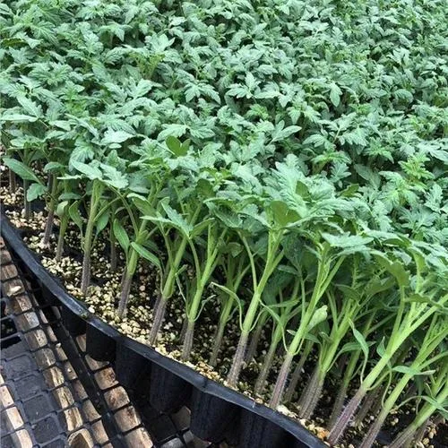 Medicinal Plant Seedlings