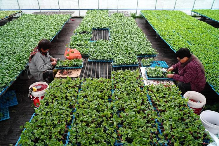 Why Does Grafting Quality Vary Between Workers and Shifts?