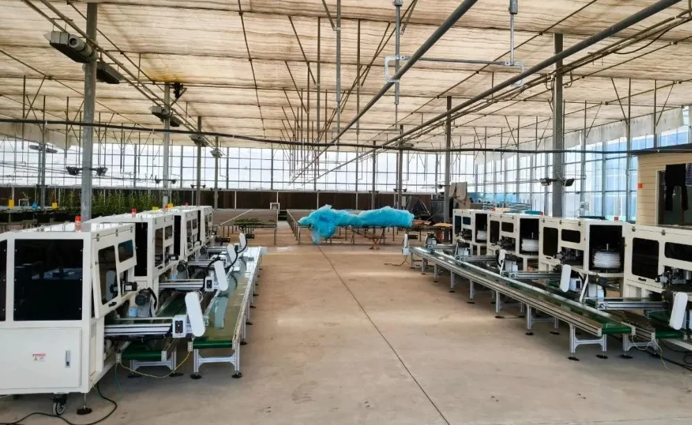 Grafted seedling output