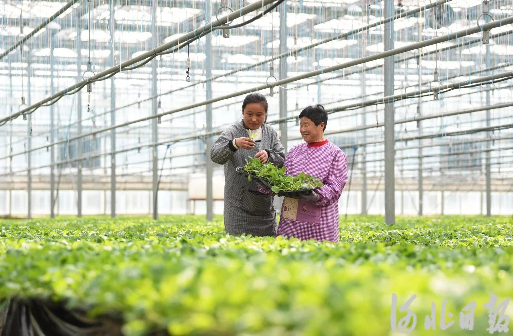 Mechanical holders positioning a seedling inside an automatic grafting station