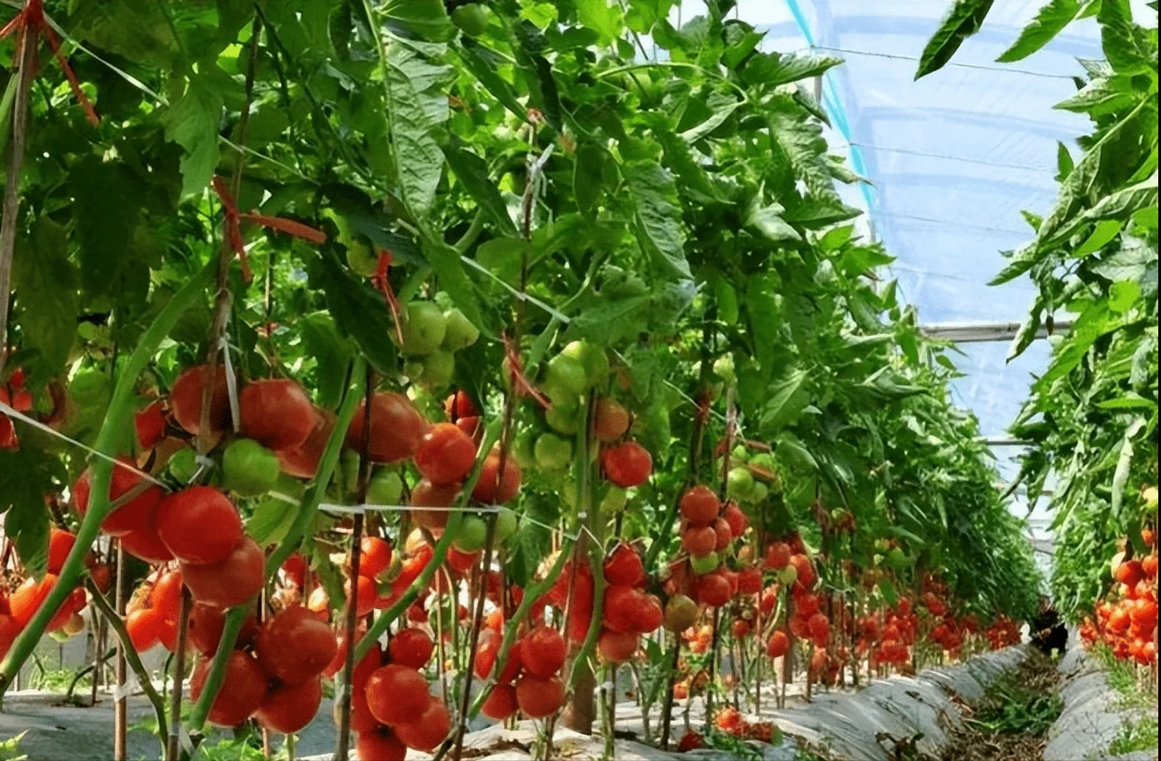 Greenhouse background