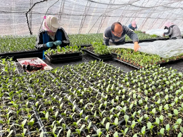 Reducing Nursery Changeover Time Between Crops and Tray Formats